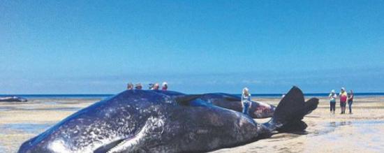 澳大利亚南部城市阿德莱德海滩发现六具抹香鲸尸体