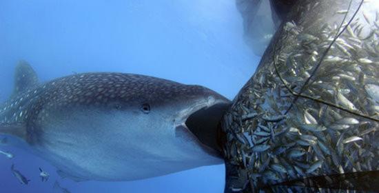 印尼极乐鸟湾鲸鲨游在渔船下方企图“不劳而获”