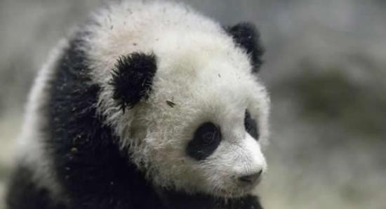 美国最新研究发现大熊猫可以分辨出甜味