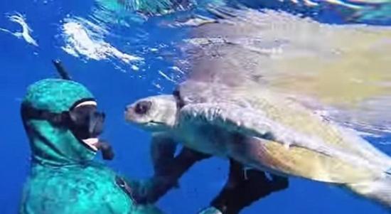 墨西哥海岸海龟被困渔网获救 欲拥抱恩人回馈