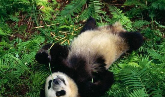 大熊猫懒散的原因：拥有不够活跃的甲状腺