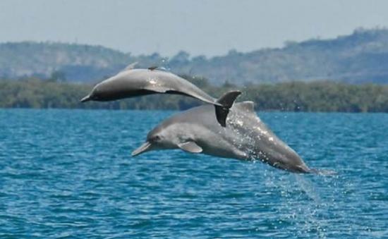 在澳大利亚北部海域，两头尚未命名的驼背海豚个体跳出海面