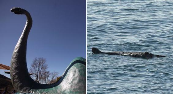 英国德文郡近海惊现身长约20英尺(约6米)的大型不明生物