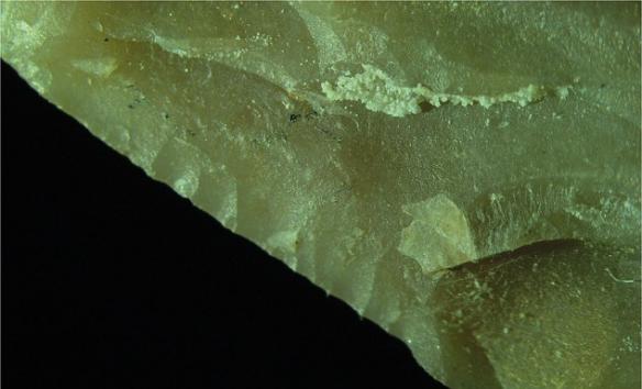 以色列考古学家在动物遗骸中发现距今约50万年的石器“瑞士军刀”