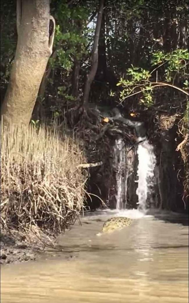 澳洲北领地凯瑟琳镇巨鳄爬小瀑布“逃走”不果跌落河