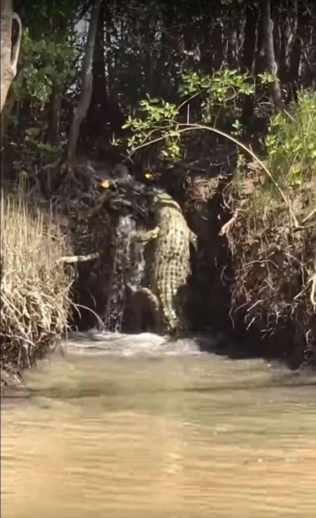澳洲北领地凯瑟琳镇巨鳄爬小瀑布“逃走”不果跌落河