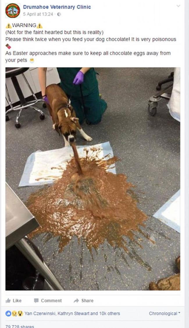 狗狗被喂食巧克力后，引发严重呕吐。