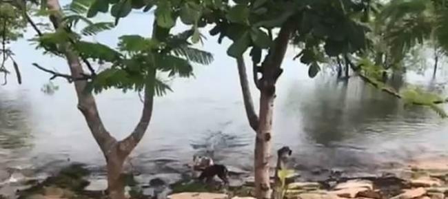 澳洲昆士兰老师意外拍下河边玩耍的狗狗惨遭鳄鱼袭击拖下水的骇人影像