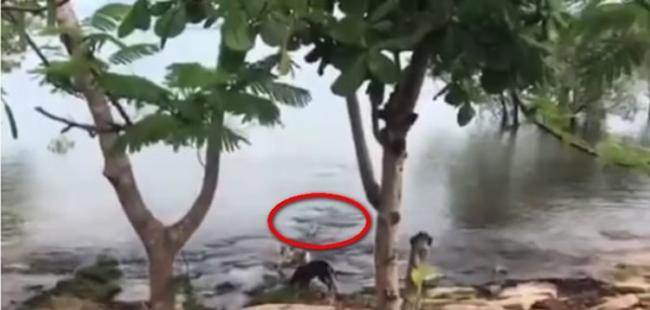 澳洲昆士兰老师意外拍下河边玩耍的狗狗惨遭鳄鱼袭击拖下水的骇人影像