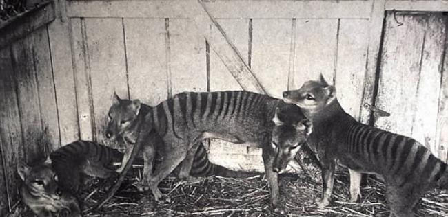 澳洲内陆袋狼的世纪之谜：发现“塔斯马尼亚虎”毛发？