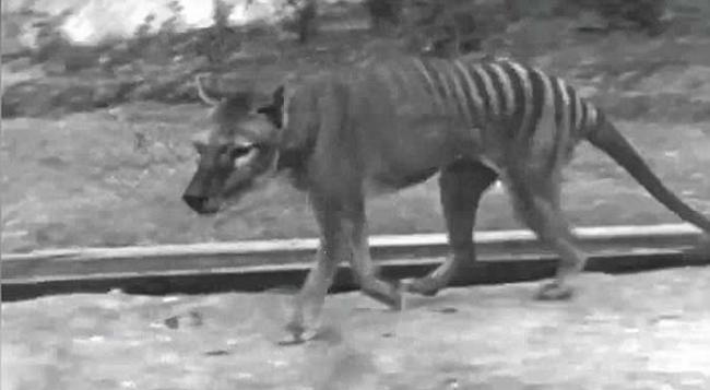 澳洲内陆袋狼的世纪之谜：发现“塔斯马尼亚虎”毛发？