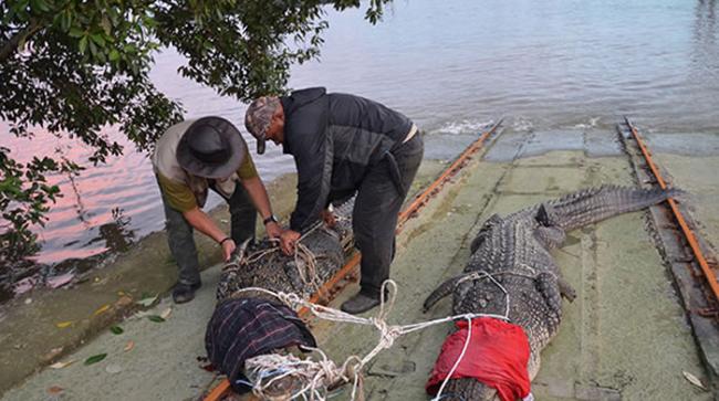 马来西亚在河流投饵成功捕获2条巨鳄
