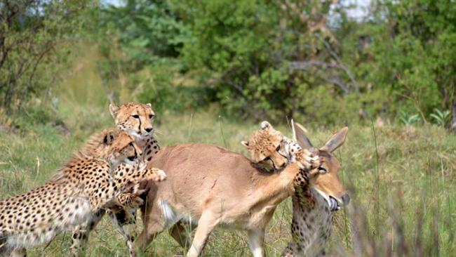 非洲博茨瓦纳莫瑞米野生动物保护区猎豹妈妈教导幼豹如何捕猎小苇羚