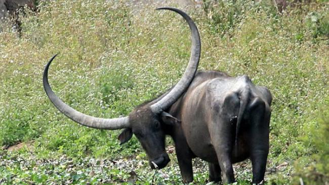 印度卡齐兰加国家公园1只水牛头上长着一对激长大牛角