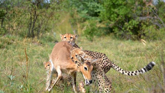 非洲博茨瓦纳莫瑞米野生动物保护区猎豹妈妈教导幼豹如何捕猎小苇羚