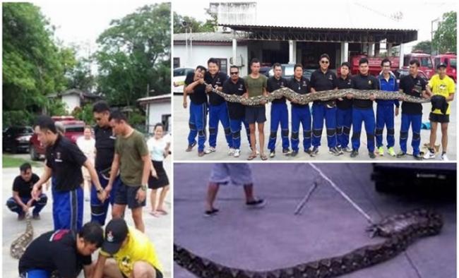 泰国北标府一条蟒蛇，被发现正准备生吞民居内一只狗。