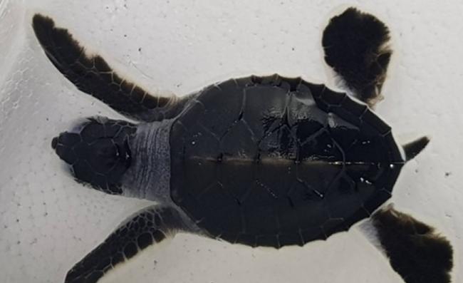 苦候14年 泰国布吉拉查岛迎来首只青海龟宝宝