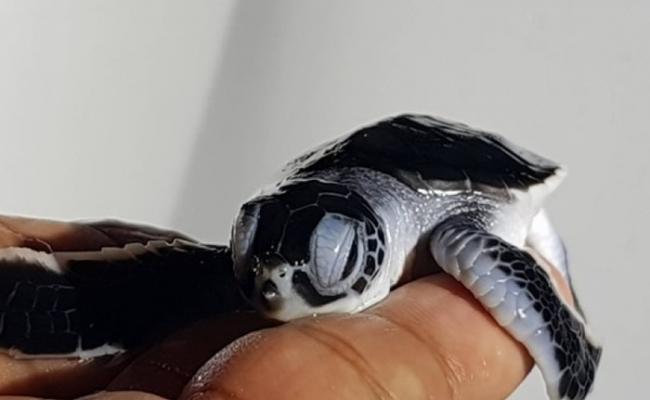 苦候14年 泰国布吉拉查岛迎来首只青海龟宝宝