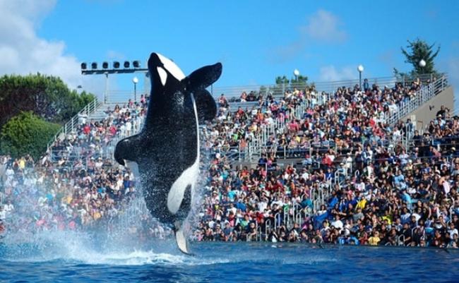 杀人鲸表演是海洋世界的卖点之一。
