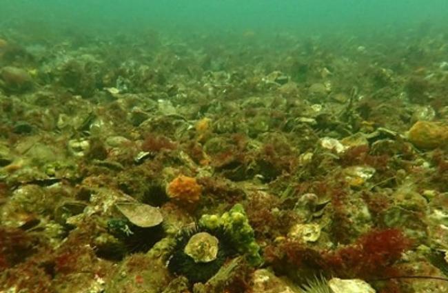 蚝礁生态严重受损。