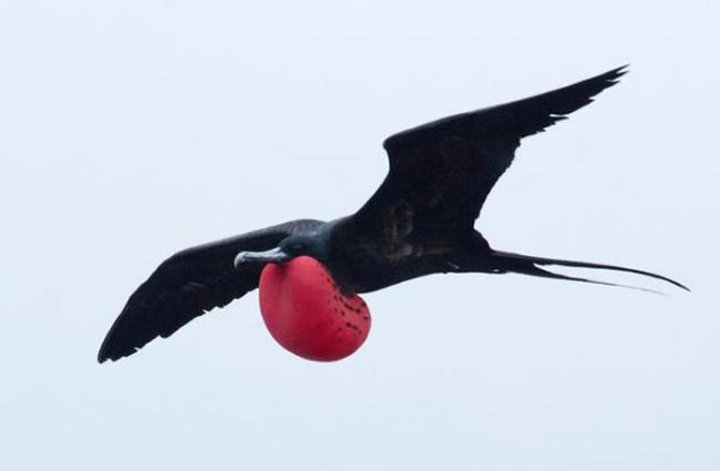 最新研究表明鸟类能够在空中飞行时进行小憩