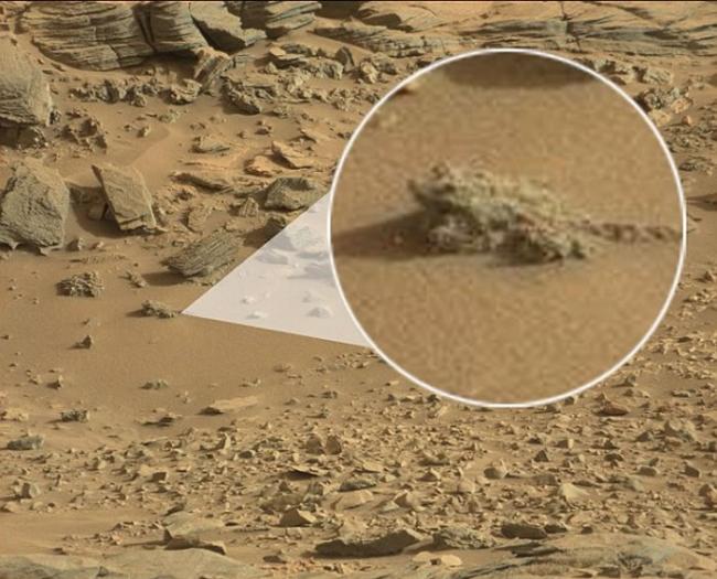 这是外星人猎人在2015年发现的“火星青蛙”，实际上是一块外形类似青蛙的岩石。
