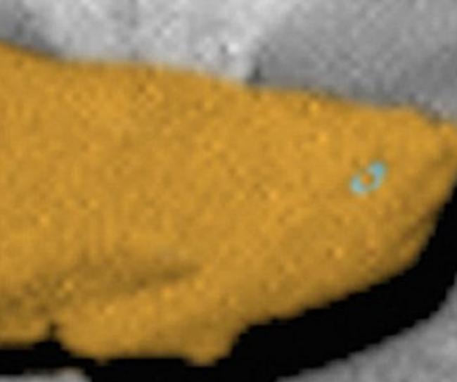 NASA好奇号拍到火星上有条化石大鱼？
