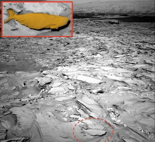 NASA好奇号拍到火星上有条化石大鱼？
