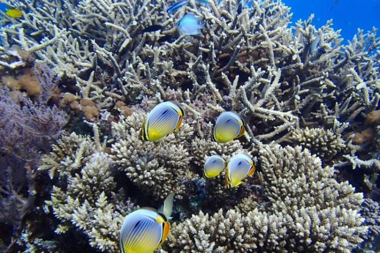 鱼类是诊断和修复退化的珊瑚礁生态系统新方法的关键组成部分