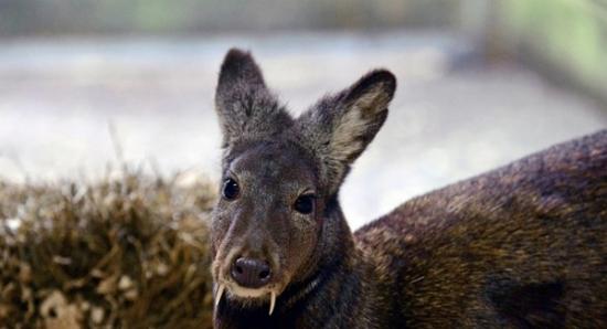 阿富汗东北部再度发现消失66年的长着獠牙的雄性喀什米尔麝香鹿