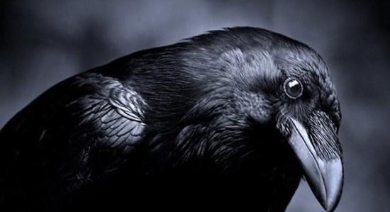 乌鸦具有惊人的使用工具、语音以及一定的智慧行为，科学家认为从中可以发现有关外星生物的思维特征