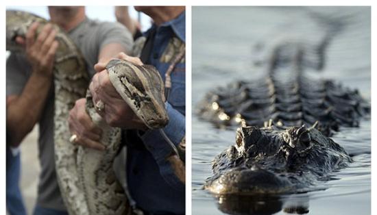 美国佛罗里达州国家公园“派出”短吻鳄来制服入侵的缅甸蟒蛇