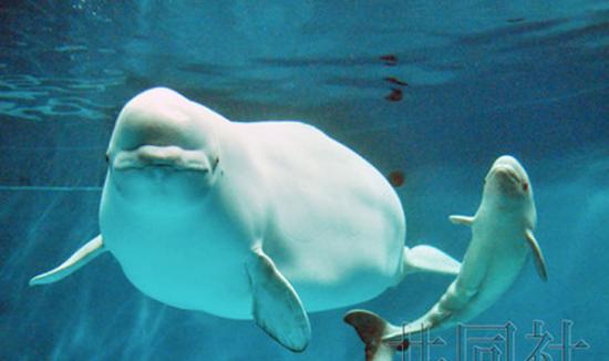 日本岛根县滨田市的县立岛根海洋馆雌性白海豚“ARYA”产下一头雌性宝宝