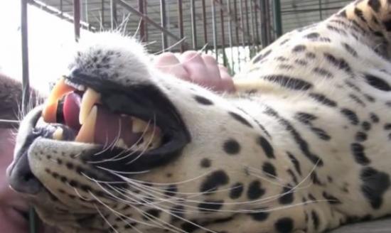 美国动物园员工伸手入铁笼替花豹按摩