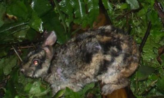 研究人员发现了一种罕见且行踪不定的兔子，来自东安格利亚大学研究人员不仅将这只兔子抱在怀里，而且还给它拍了照。这种安南条纹兔生活在老挝和越南的森林中。1999年，