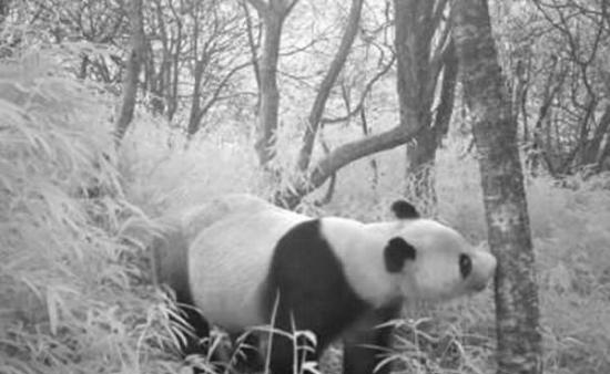 都江堰拍到野生大熊猫视频
