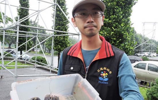 花莲县农业处人员表示，会尽快将这只椰子蟹送到适合的栖地野放。