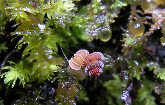 有些蜗牛品种刚被发现就面临灭绝危险