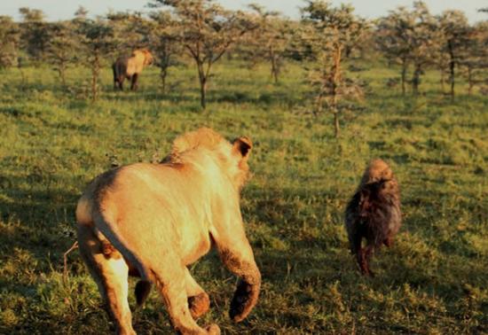 逃跑的鬣狗与紧追不舍的狮子。