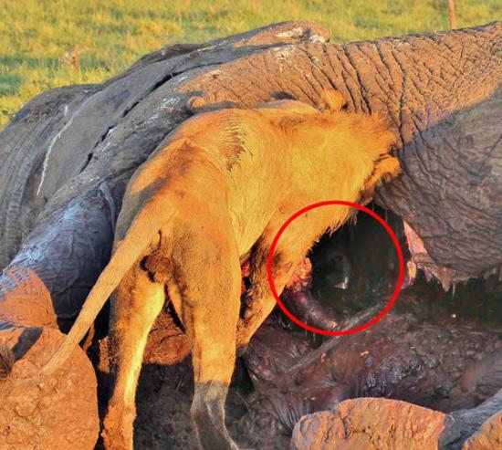 尽管只有几英寸的距离，狮子根本没有注意到鬣狗。