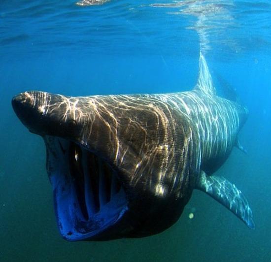 姥鲨