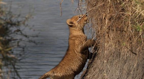 肯尼亚马赛马拉禁猎区母狮子帮助小狮子过河免被一群水牛踩死