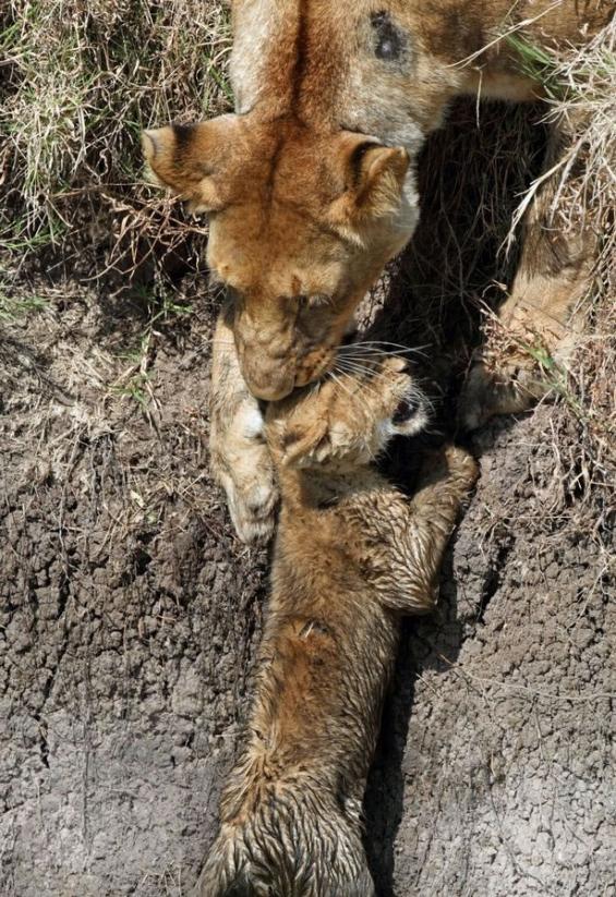 肯尼亚马赛马拉禁猎区母狮子帮助小狮子过河免被一群水牛踩死