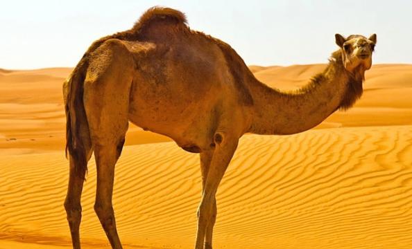 古阿拉伯女士相信将头发浸泡在骆驼尿中，发质可变得强韧兼有光泽。