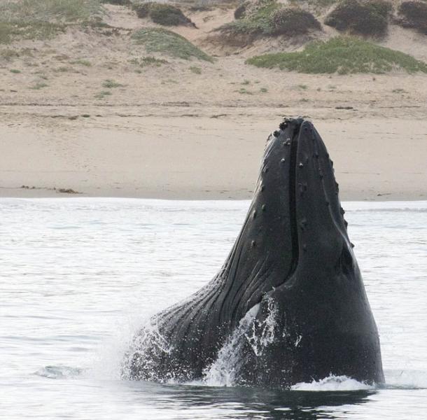 巨大座头鲸在美国加州海岸边壮观现身