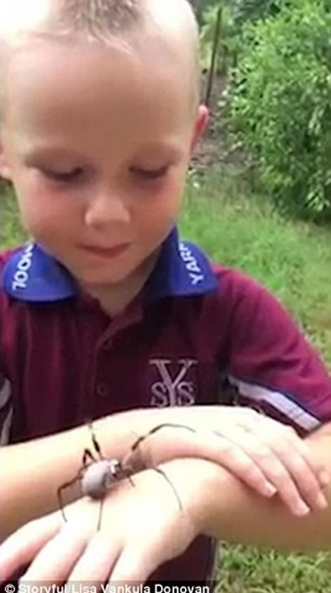 澳洲昆士兰男童毫不畏惧双手把玩大木林蛛