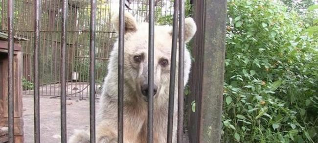 Fifi被称为「眼神最悲伤的熊」，经历痛苦牢笼30年的它，怎么可能不悲伤？