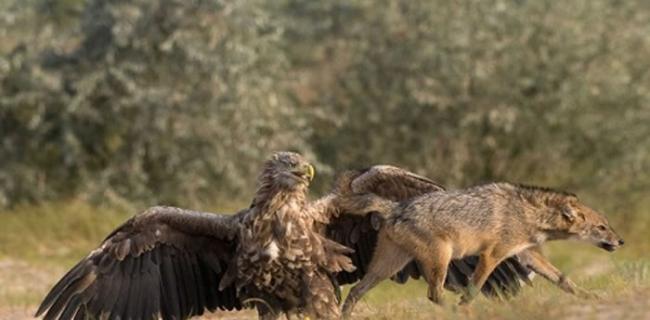 罗马尼亚老鹰保护小鸟赶走豺狼