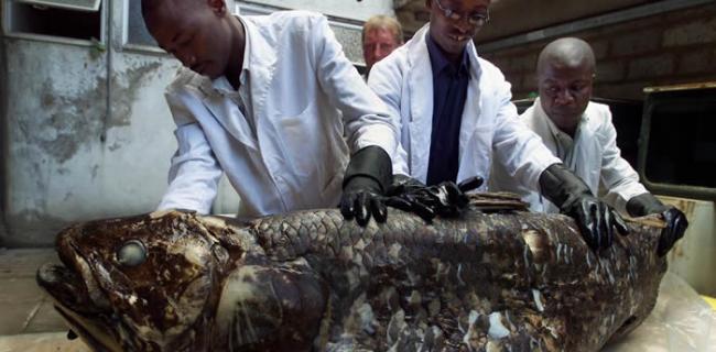 意大利能源公司计划在南非海域开采石油 威胁腔棘鱼栖息地