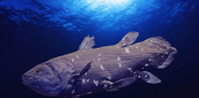 意大利能源公司计划在南非海域开采石油 威胁腔棘鱼栖息地